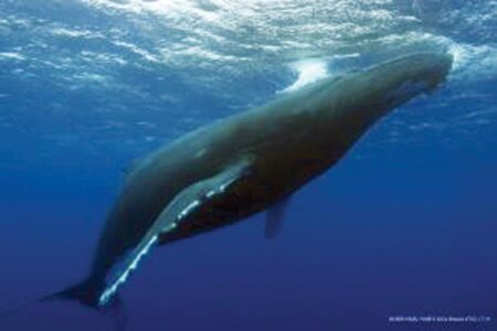 Whales may avoid Hawaii as water temperatures warm